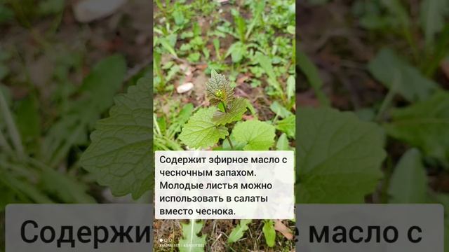 Дикая пряная трава для салата - Чесночница! #пряныетравы #растения #лес #лесныетравы #дача #сад