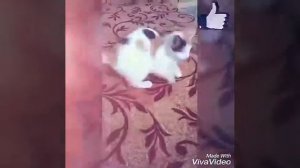 Прикрепил кошке на хвост прищепку (ей не больно)