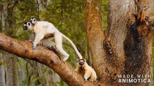Особенности походки лемура.