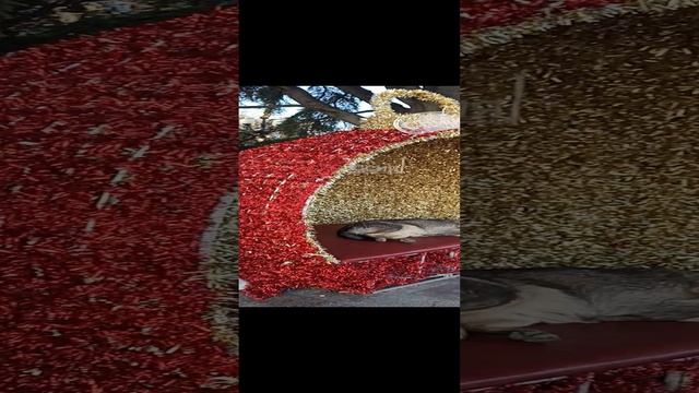 Пес на релаксе. Набережная Ялты