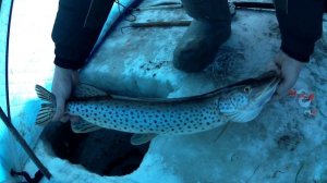 рыбалка на Амуре 1.01.25