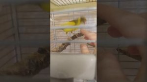 Пытаюсь приручить кенара .#кенар#приручаю