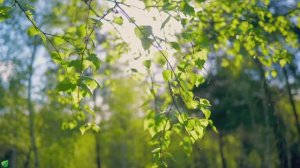 Исцеляющая гармония Музыка для сердца 🌿 Расслабляющая музыка для снятия стресса №8