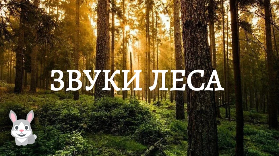 Звуки леса