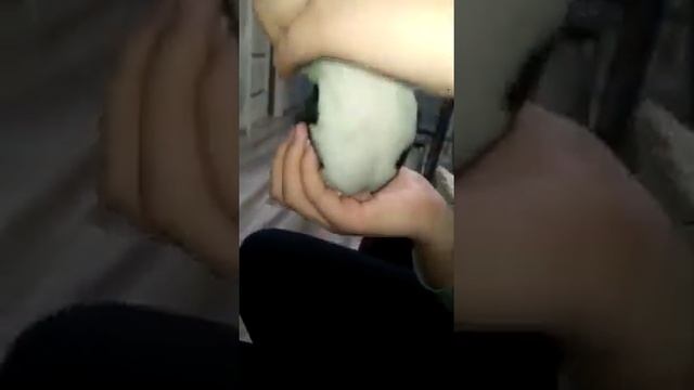 детки чихуахуа,девочка, Елисей+Буся, СимферопольКрым мимишный ушастик купить продам щенков Мини