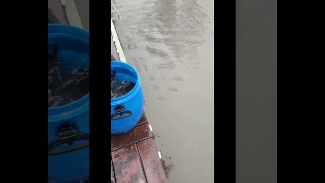 Запуск форели на Верхний пруд