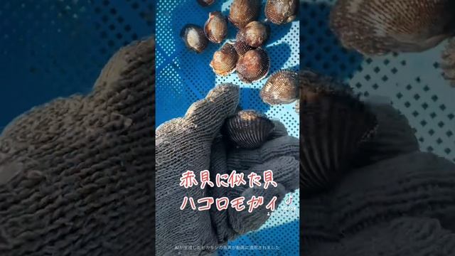 赤貝の偽物ハゴロモガイ