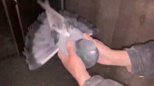 Питомник "Западный" (Иловайские старые) продажа и +79096675300 Виктор