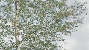 Пес Барбос и необычный кросс