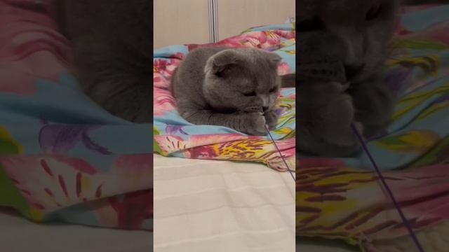 #cat #catlover #animals #scottishfold #кот #pets #котики #котик #топ #funny