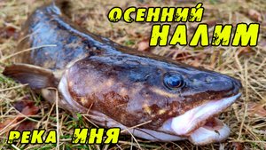 ОСЕННИЙ НАЛИМ. Ловля Налима в октябре. Рыбалка на реке Иня