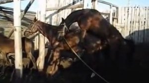 Дикий жеребец-Случка лошадей-cool stallion mating horses-クー繁殖期-επιβήτορας ζευγάρωμα