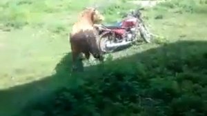 Бык и мотоцикл