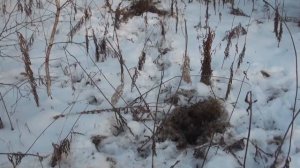 Охота на кабана. Февраль 2021. Удачное закрытие. STM-GR 6.5Grendel.