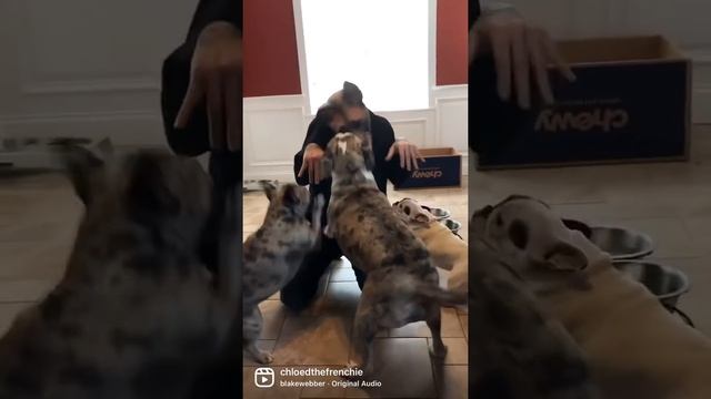 Bulldogs Are Awesome [Trending Audio Reels] Someone Call 911 | Bulldog Prank | The Merle Frenchie смотреть онлайн