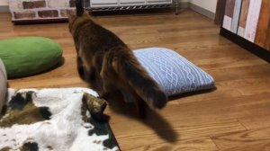 【猫、潜ります。】照れてるのかな・・尻尾がかわいい。somali cat The tail is cute The cat is shy