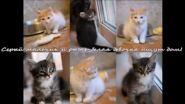 Мини мяусы ищут дом!