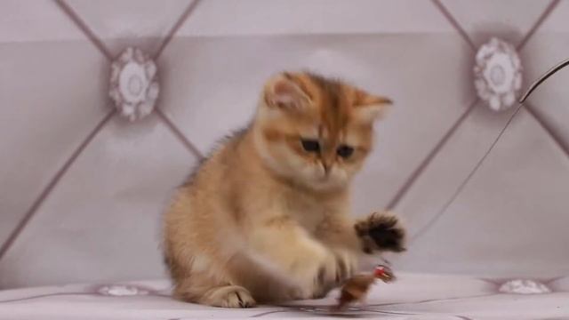 Британские котята,золотые шиншиллы.