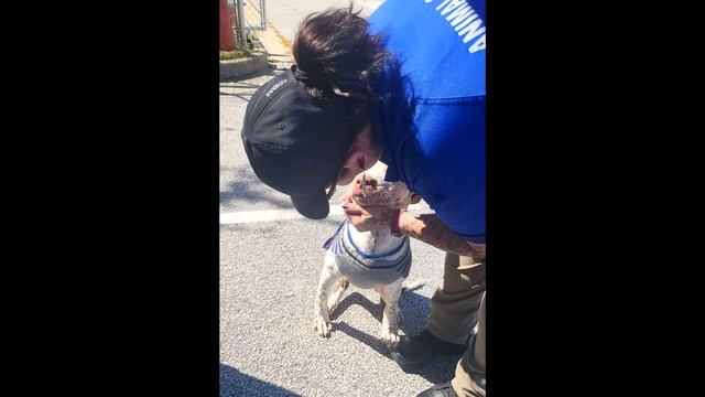 Брошенный пёс не двигался с лежанки, на которой его оставили в лесу. Но произошло невероятное смотреть онлайн