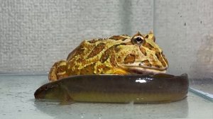 prey too big / Pacman frog , African bullfrog【LIVE FEEDING】
