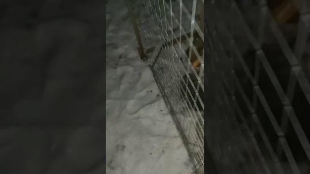 У НАС ПОПОЛНЕНИЕ. Утиная история - НАЧАЛО 🦆 #домашнеехозяйство #animals #утки #зверьёмоё