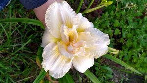 Daylily Schnickel Fritz (Шникель Фритц)