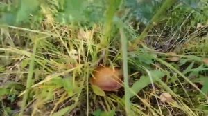 Охота на Кабана 2020. Точный выстрел за ухо с 308Win!