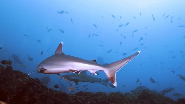 Silvertip sharks (Carcharhinus albimarginatus). Canon R6 смотреть онлайн
