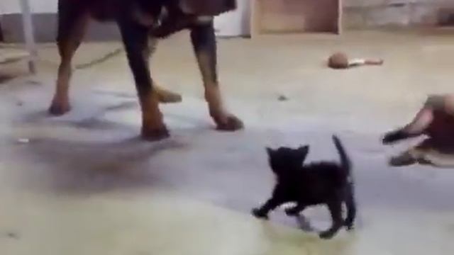 Храбрый маленький котенок против огромной собаки... смотреть онлайн