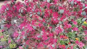 Loropetalum/ chinese fringe flowers.Growing and care tips.Amazing color in the garden.