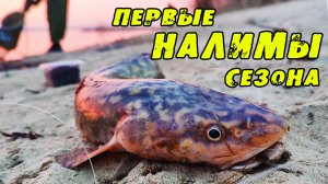 НАЛИМ В Мае! Открытие Сезона. Ловля Налима Весной на реке ОБЬ/Салют/ПЯТНА НА СОЛНЦЕ и Первый Шашлык!