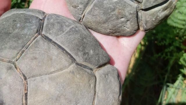 СЕПТАРИЯ🐢 Черепаховый камень | Познавательные странички о натуральных камнях