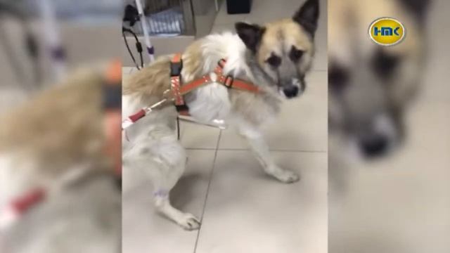 Пропала собака смотреть онлайн