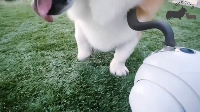 Corgi and Sony Aibo - Hanging out outside together!