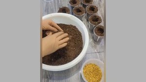 Пересадка сеянцев и деток глоксиний