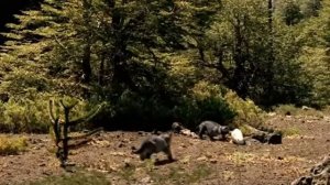 Дидельфодон ( Прогулки с динозаврами )