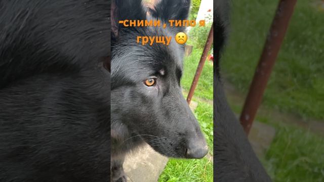 Немецкая овчарка #бакс #овчарка #собака #люблюсобак #немецкаяовчарка #video #dogs #viral смотреть онлайн