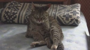 Серьезная Кошка