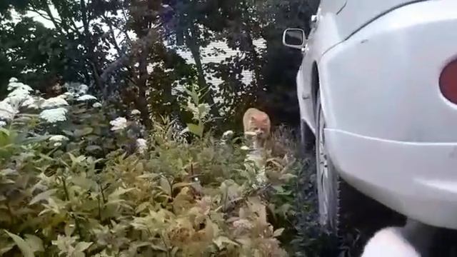 Пушистые гости. Коты, которые гуляют сами по себе. смотреть онлайн