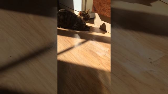 Хани, подруга Кота. котэ и собака. бенгальский кот, джек рассел терьер смотреть онлайн