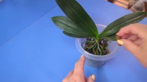 08.08.24.Пересадка Орхидеи Замбия..Блокировка Ютуба в России..переходим на Дзен..ссылка в описании .