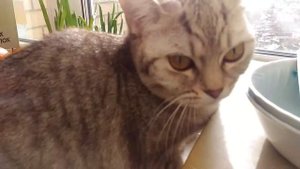 Кошка лает