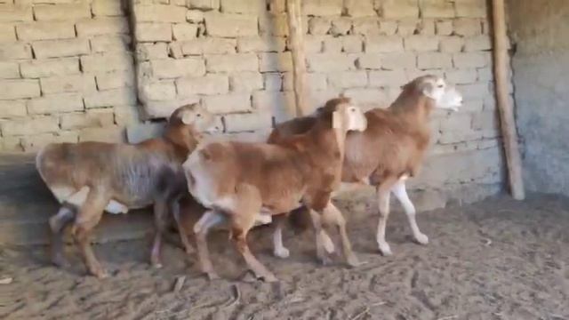 toza arashan qochqor bor 993974090