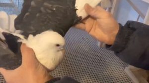 Питомник "Западный" Бокатые- Белые