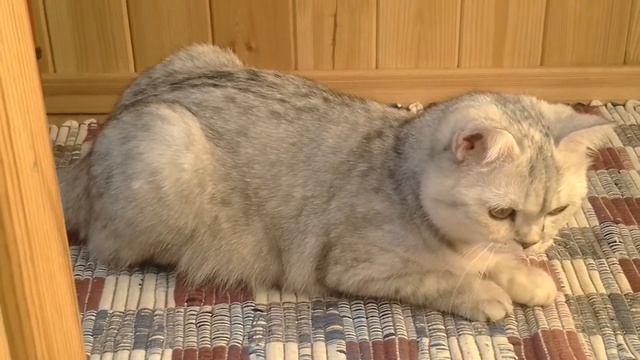 кошка чихает смотреть онлайн