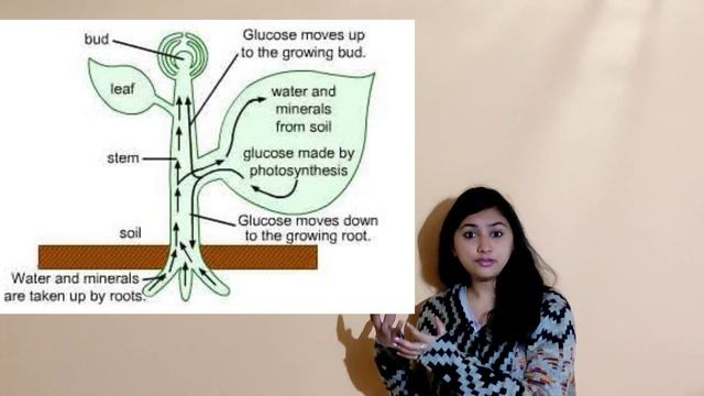 Transportation in plants | NCERT | class 10 | Biology | Xylem and Phloem | Life process смотреть онлайн
