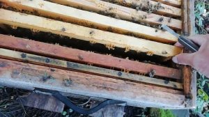 Бакфаст или Карника