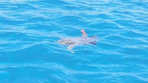 Головастая морская черепаха Логгерхед всплывает на поверхность