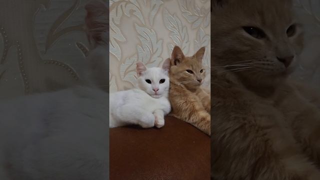 Котенок