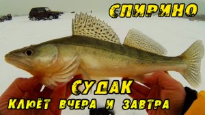 ЭТОТ ВИБ ЛОВИТ!!! Поклёвки с УДАРОМ! Зимняя рыбалка в СПИРИНО. СУДАК и ЩУКА НА ВИБЫ зимой 2023!